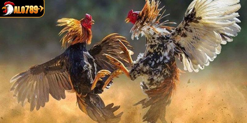 Ưu điểm người chơi yêu thích khi tham gia trực tiếp đá gà