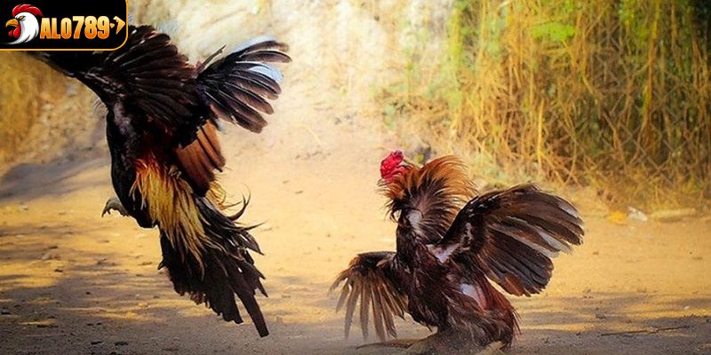 Chế độ trả thưởng lớn, khuyến mãi ưu đãi cao