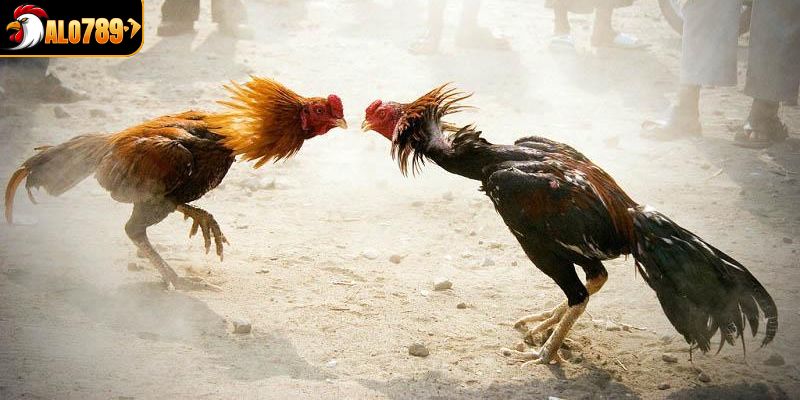 Quy định trận đấu chọi gà trực tuyến