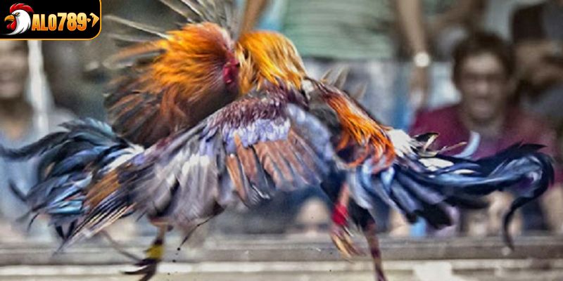 Những hình thức trực tiếp đá gà nổi bật