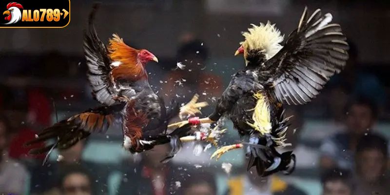 Giới thiệu chung về đá gà trực tiếp tại ALO789