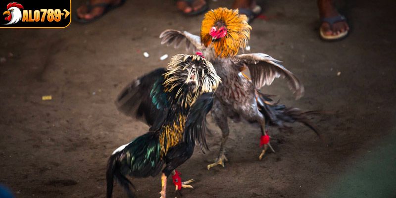 Đá gà trực tiếp và những quy định bạn cần biết