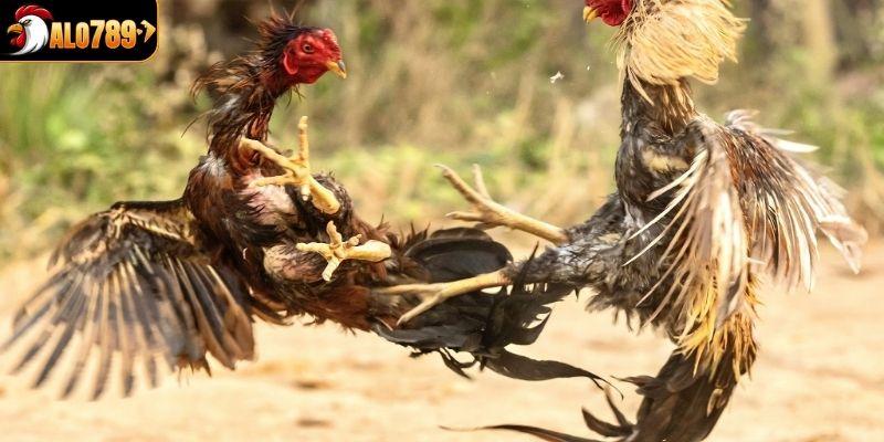 Cược gà đá không cần có kinh nghiệm