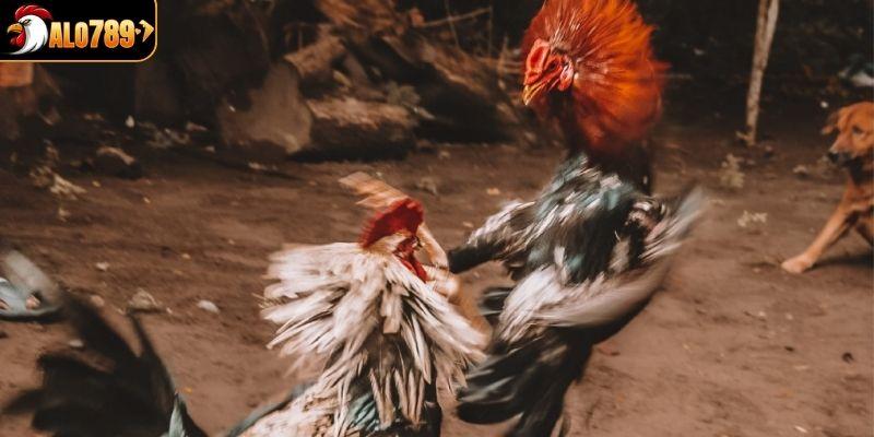 Giống Kelso nổi tiếng trong giới gà chọi