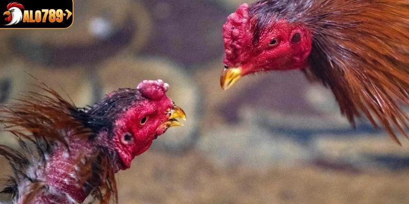 Tìm hiểu đá gà Thomo có nghĩa là gì