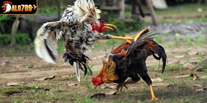 Cao thủ chia sẻ kinh nghiệm chơi gà chọi