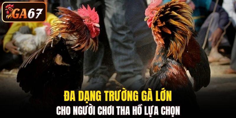 Đa dạng trường gà lớn cho người chơi tha hồ lựa chọn